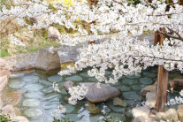 【大露天風呂　春】春はお花見露天風呂が楽しめます
